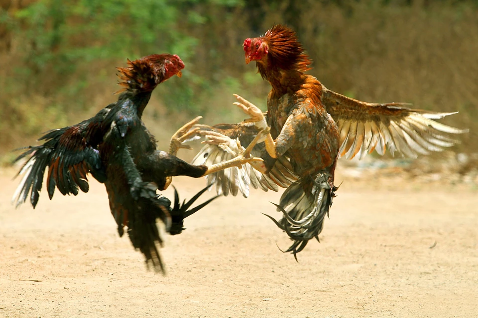 Two roosters fighting on grass