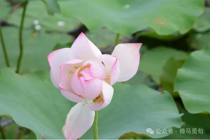 A pink lotus flower blooming among green leaves