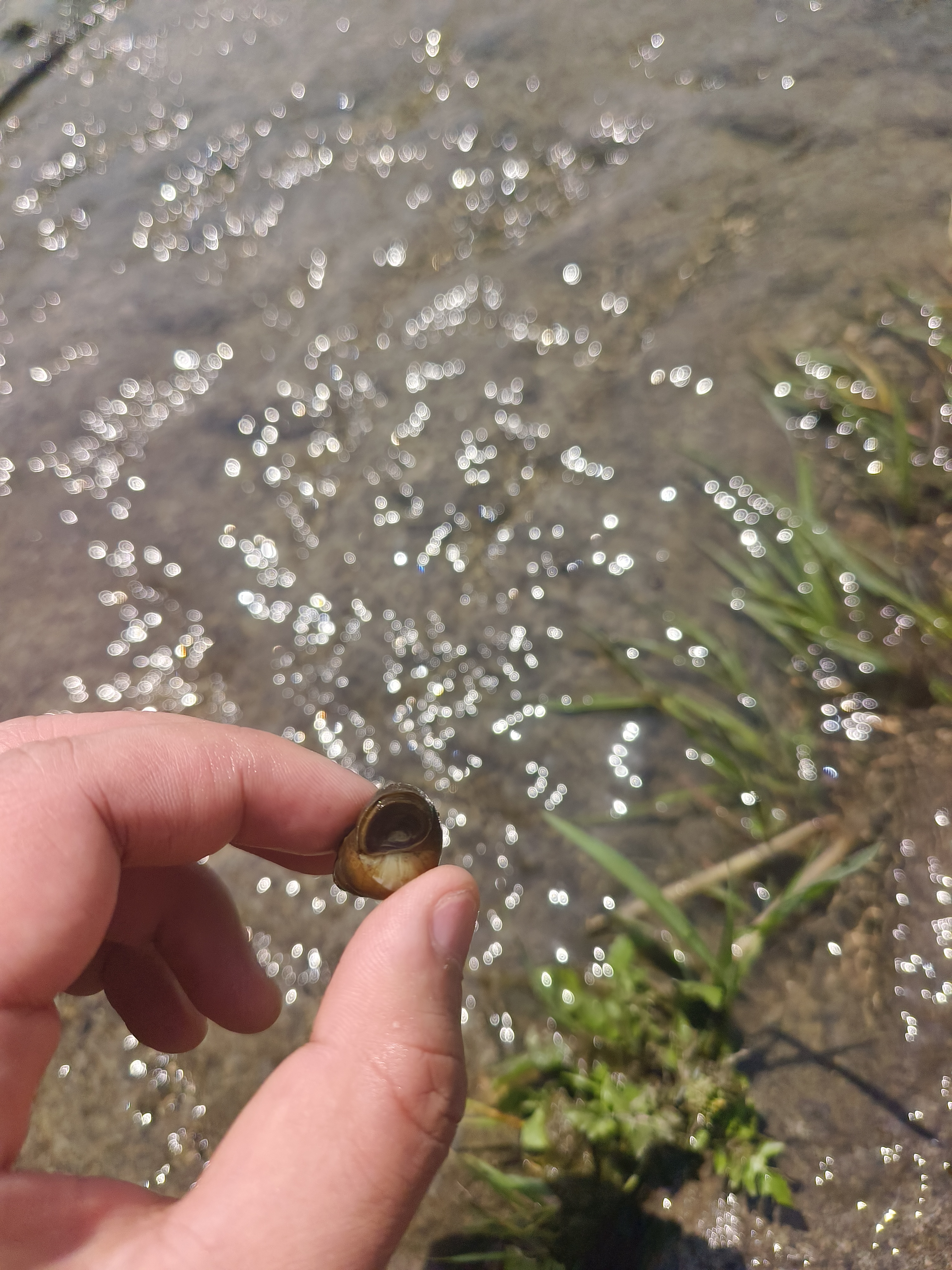 手中拿着的田螺与河面植物