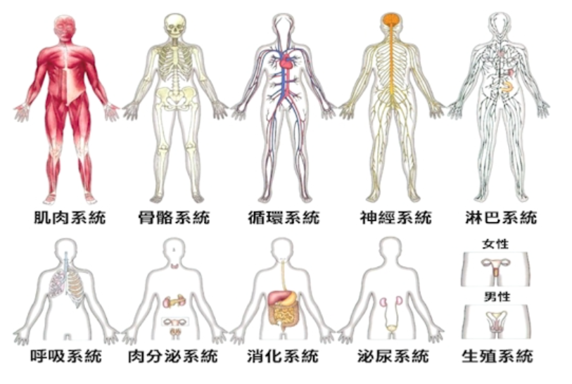 人体各大系统及男女生殖系统示意图