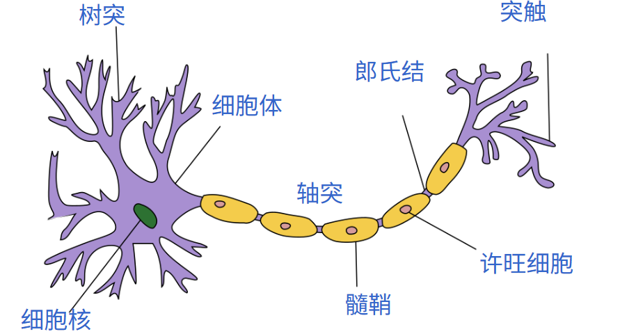 带树突髓鞘细胞核等中文标注的神经元图