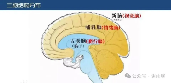 新脑哺乳脑与古老脑的结构分布示意图